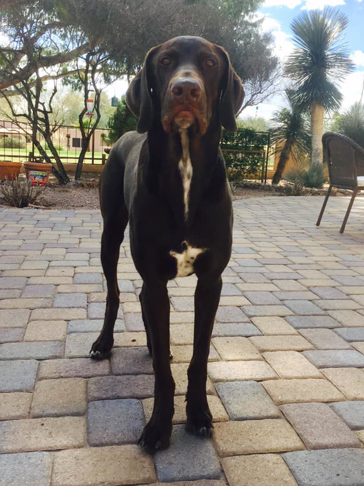 Readers pet photos